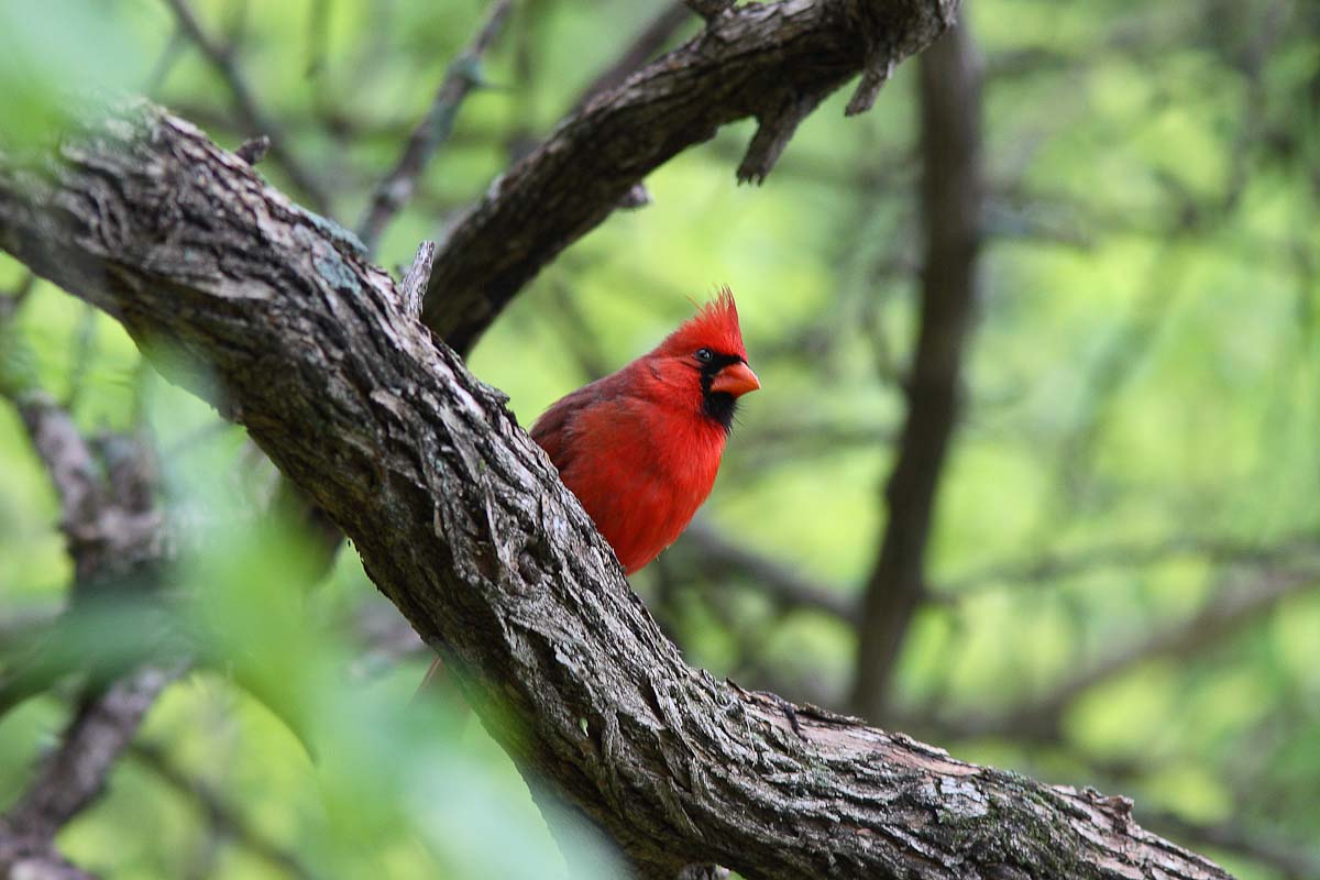 bird_cardinal