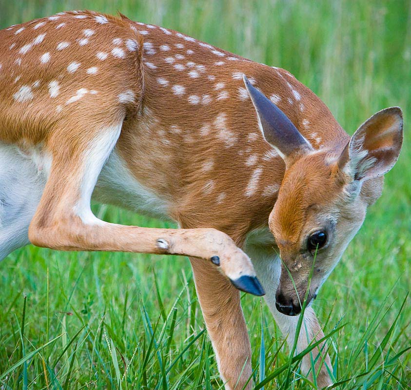 deer1