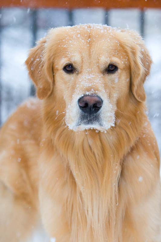 snow_golden_retriever