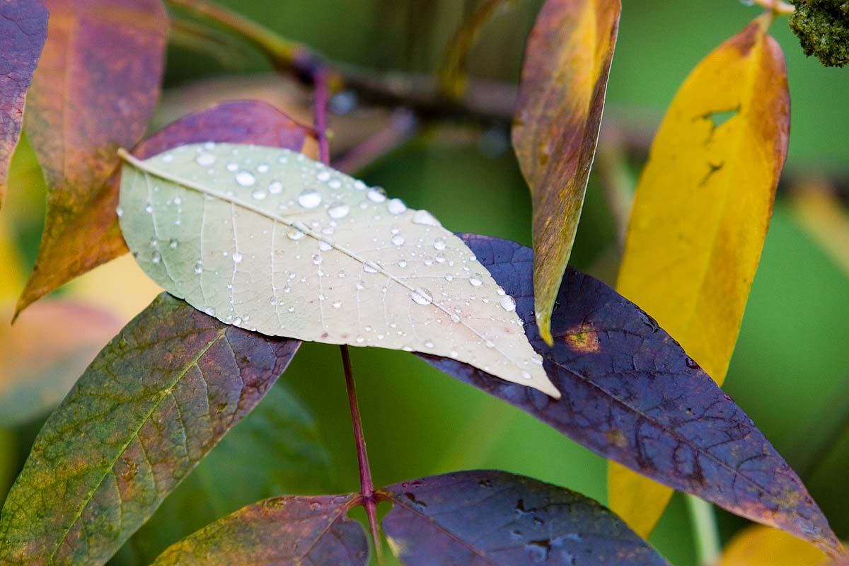 wet_leaves